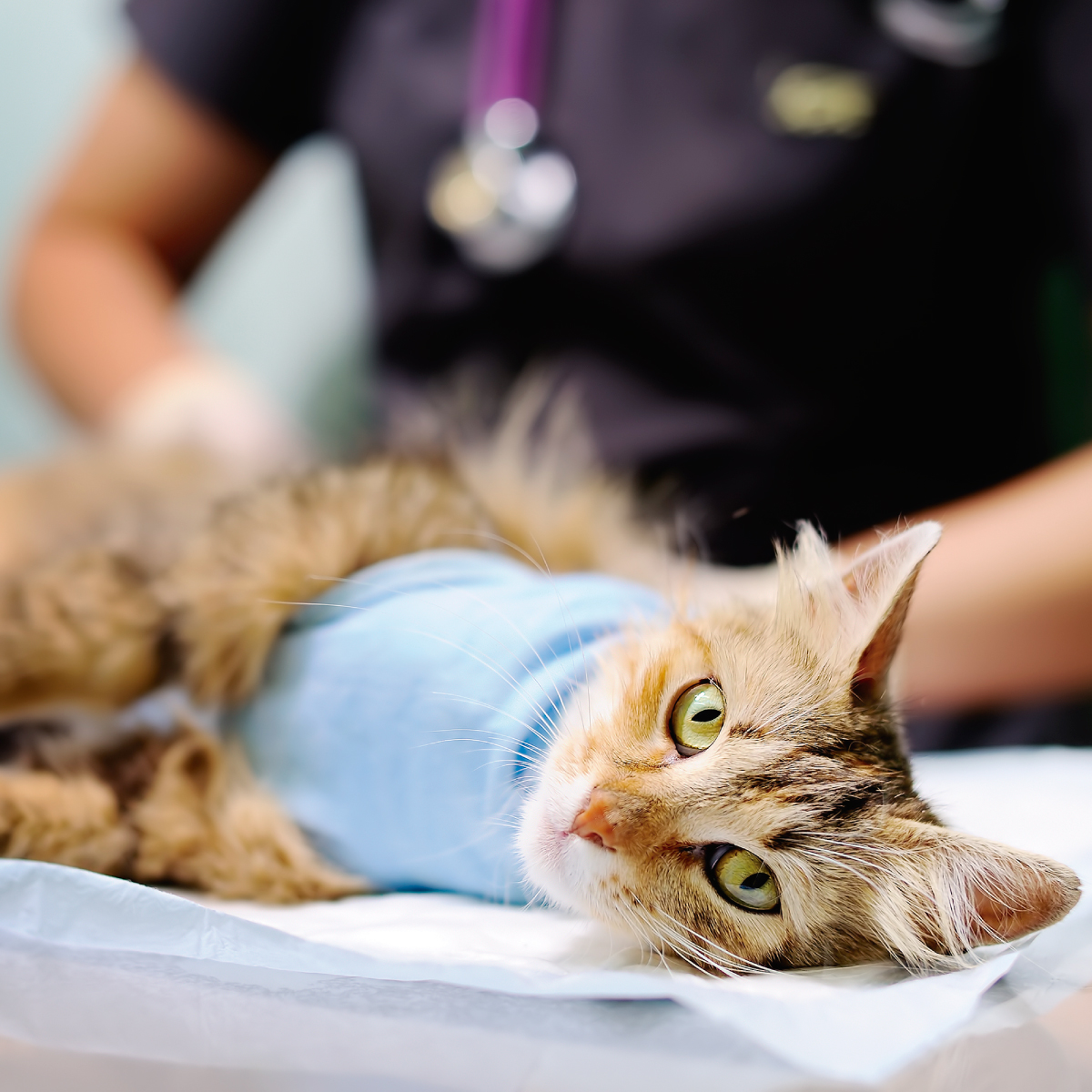 Gato siendo atendido en consulta veterinaria