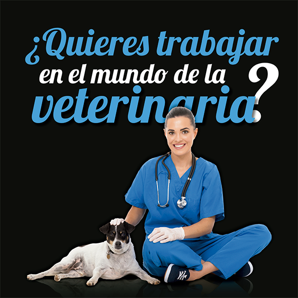 Veterinaria Realizando un examen médico a un perro