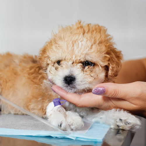 Perro al que se le está realizando una ecografía en una consulta veterinaria