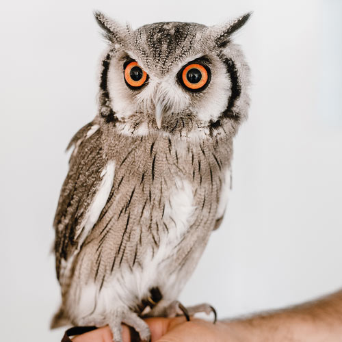Perro al que se le está realizando una ecografía en una consulta veterinaria