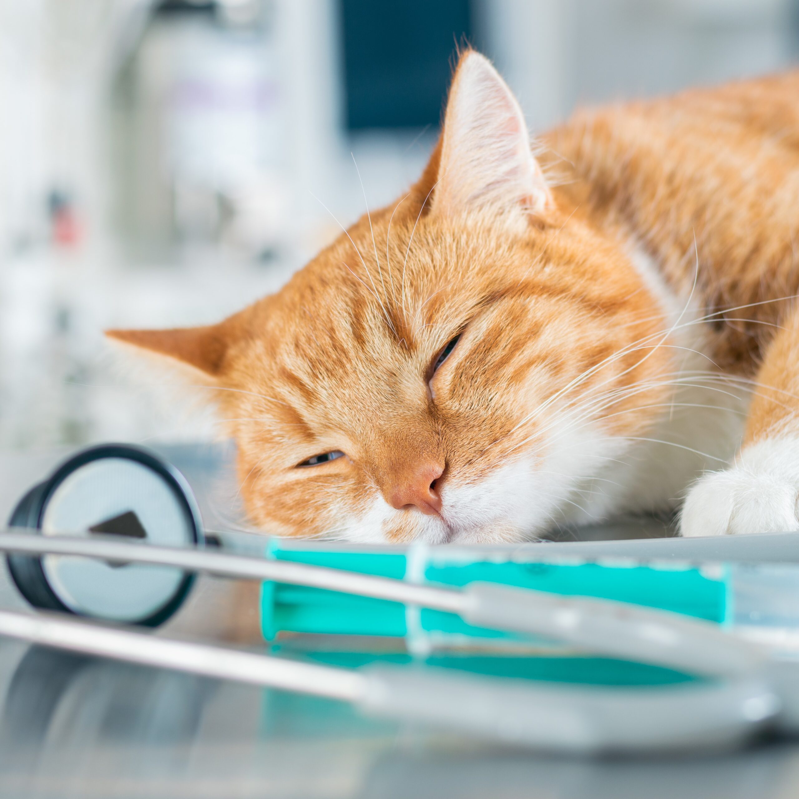 Perro en consulta veterinaria chocando la pata con un veterinario