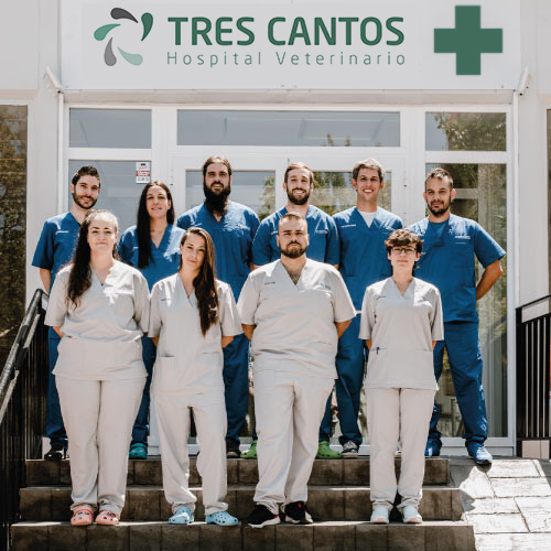 Perro en consulta veterinaria chocando la pata con un veterinario