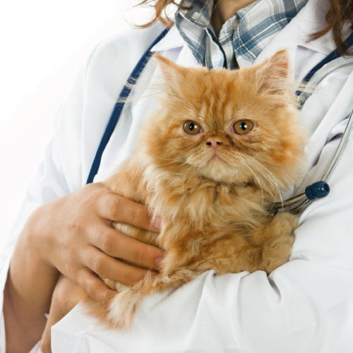 Perro al que se le está realizando una ecografía en una consulta veterinaria