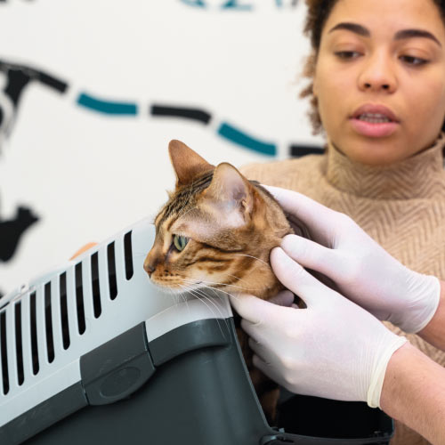 Perro al que se le está realizando una ecografía en una consulta veterinaria