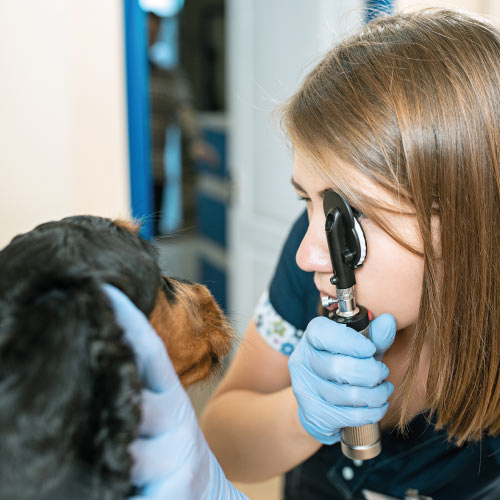 Perro al que se le está realizando una ecografía en una consulta veterinaria