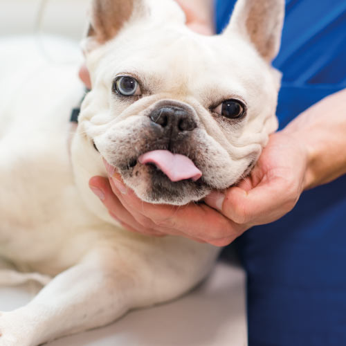 Perro al que se le está realizando una ecografía en una consulta veterinaria