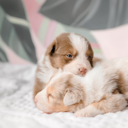 Perro al que se le está realizando una ecografía en una consulta veterinaria