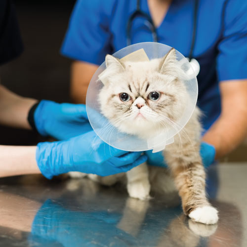 Perro al que se le está realizando una ecografía en una consulta veterinaria