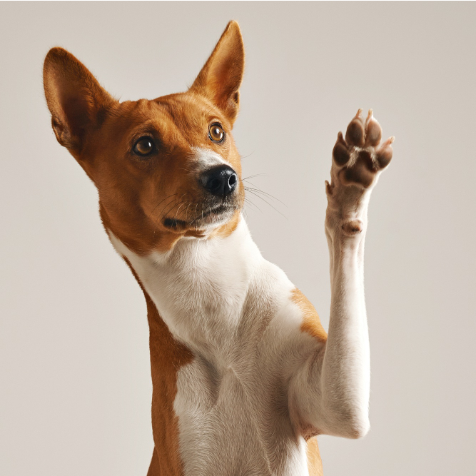 movilidad perro traumatologia veterinaria movilidad perro traumatologia veterinaria