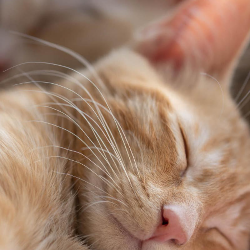 Bienestar del paciente en oncología veterinaria Gato durante una valoración veterinaria orientada a su bienestar