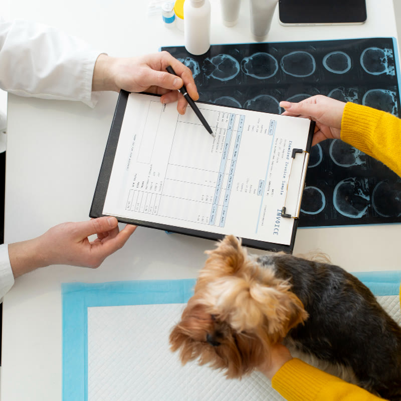Consulta de oncología veterinaria Perro durante una consulta de oncología veterinaria