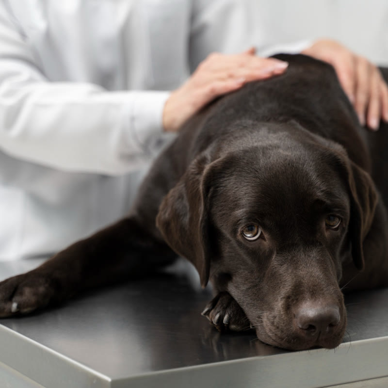 consulta-oncologia-veterinaria-perro-madrid-800x800 Perro al que se le está realizando una ecografía en una consulta veterinaria