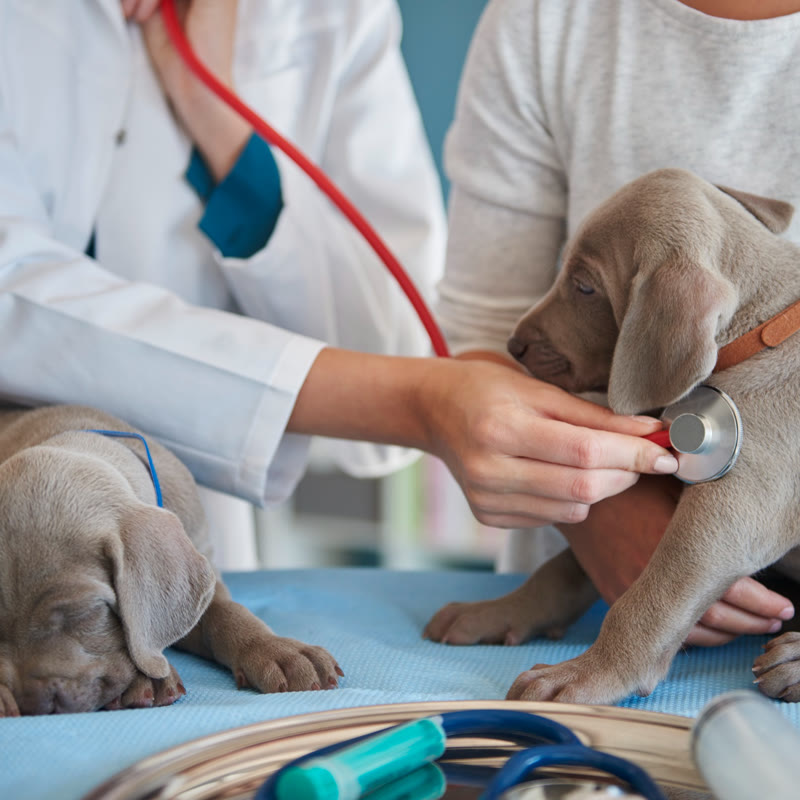 consulta-reproduccion-veterinaria-madrid-800x800 Perro al que se le está realizando una ecografía en una consulta veterinaria