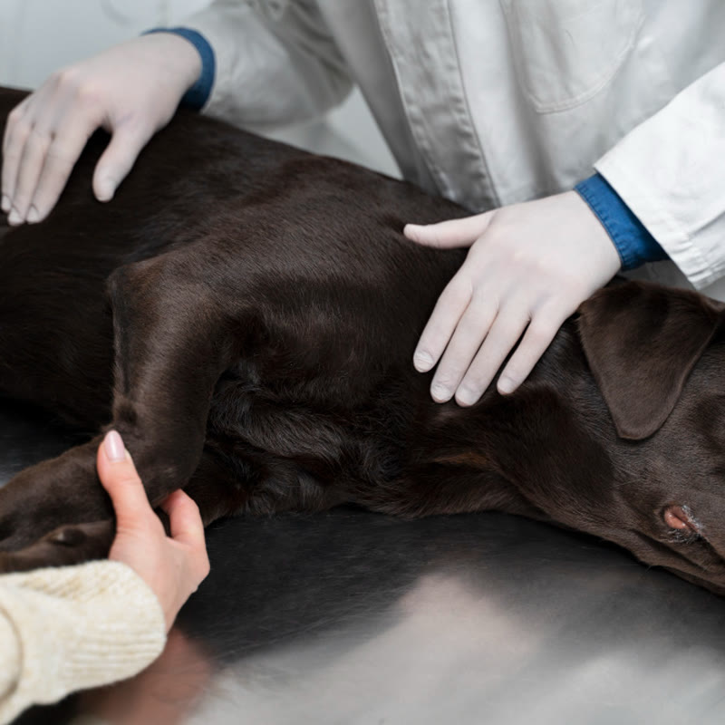 Perro en consulta veterinaria chocando la pata con un veterinario