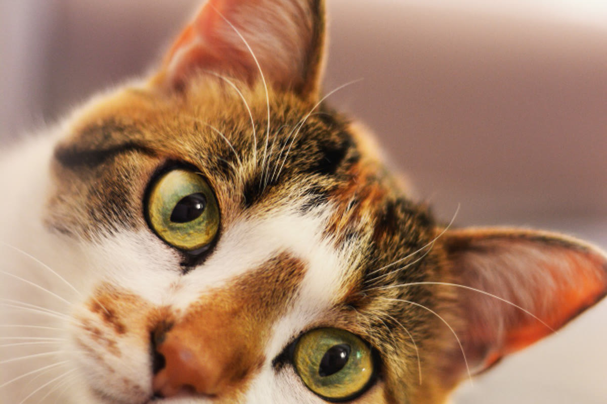 Gato durante una valoración veterinaria