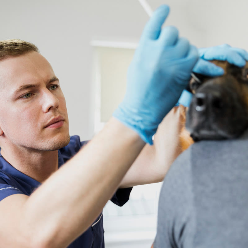 oftalmologia-veterinaria-perro-madrid-800x800 Perro al que se le está realizando una ecografía en una consulta veterinaria