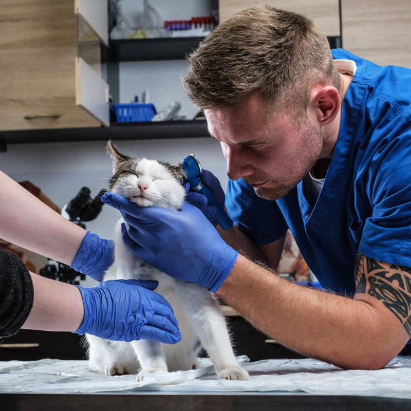 revision-dermatologica-gato-veterinario-800x800 Perro al que se le está realizando una ecografía en una consulta veterinaria