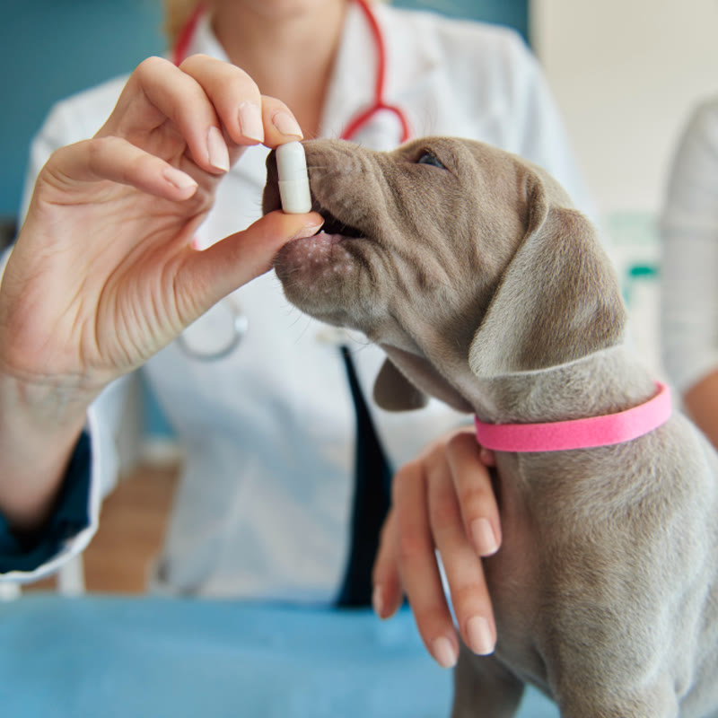 Revisión ocular de un perro durante una consulta veterinaria