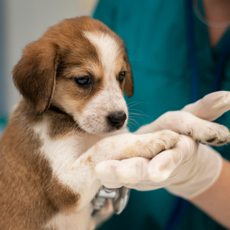 traumatologia-veterinaria-perro-madrid-800x800 Perro al que se le está realizando una ecografía en una consulta veterinaria