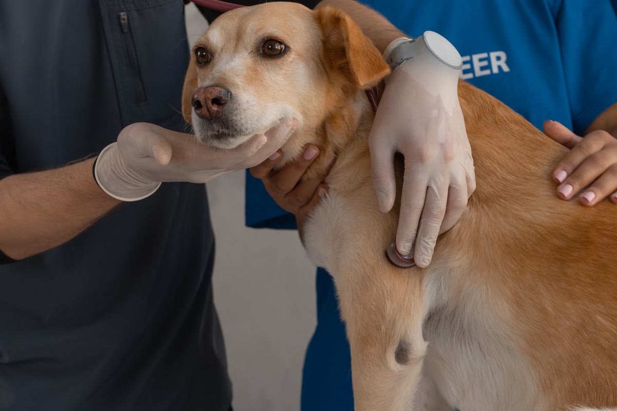 Veterinarios revisando información clínica de un caso