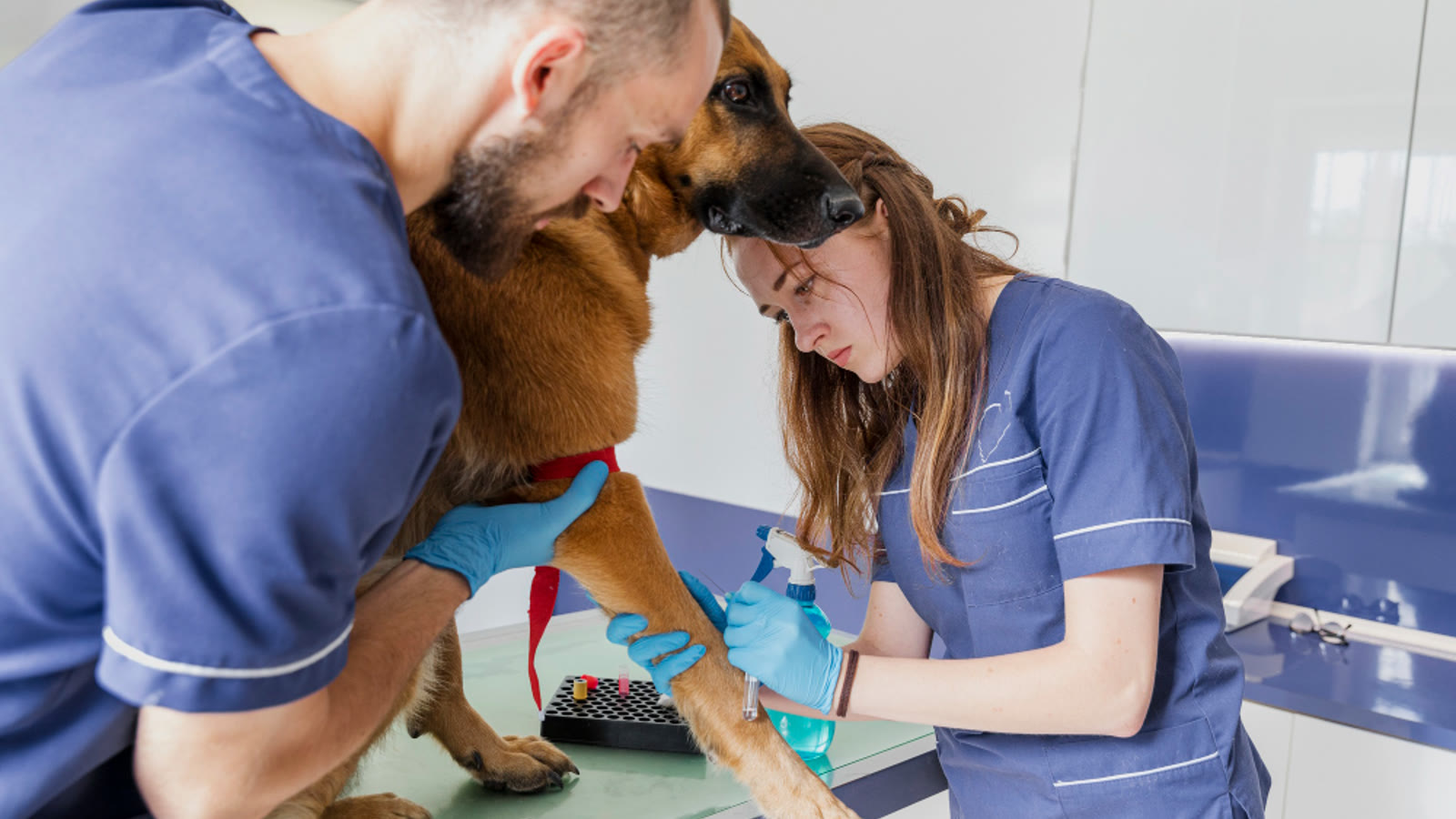 Veterinario con una mascota y su propietario
